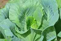 Cabbage_leaf
