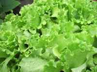 Muir_lettuce