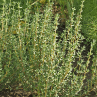 Common-thyme-herb-01