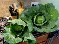 Cabbage_with_leaves